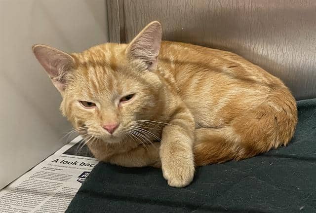 KIMCHI - Domestic Shorthair cat available for adoption at Saskatoon Animal Control Agency in Saskatoon