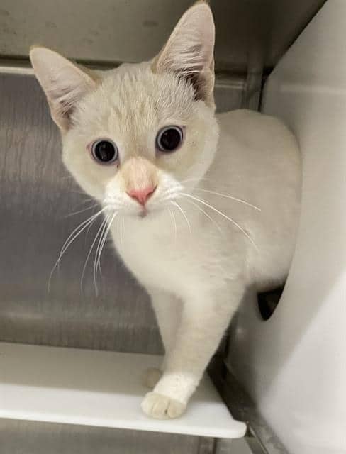 TOFU - Siamese mix cat available for adoption at Saskatoon Animal Control Agency in Saskatoon