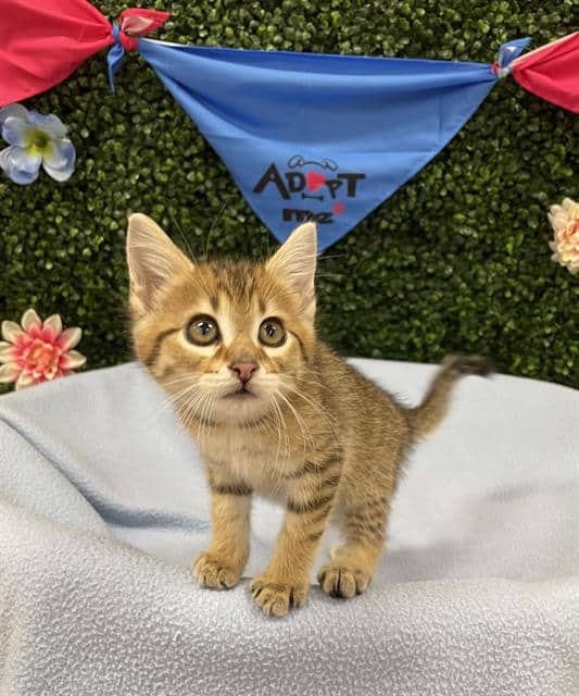 JIMMY - Domestic Shorthair available for adoption