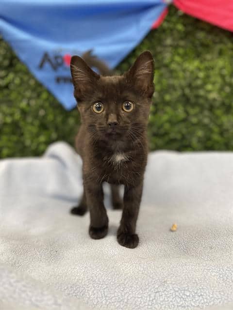 SCRIBBLES - Domestic Shorthair available for adoption