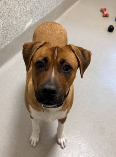 DILL - Retrver Labradr mix available for adoption