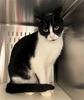 RYE - Domestic Shorthair cat available for adoption at Ottawa Humane Society in Ottawa
