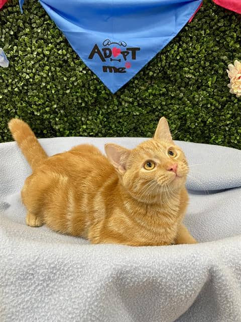 KIMCHI - Domestic Shorthair available for adoption