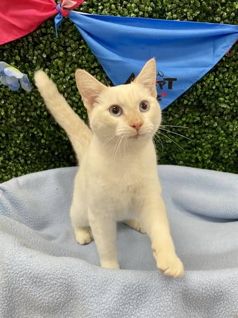 TOFU - Siamese mix cat available for adoption in Saskatchewan