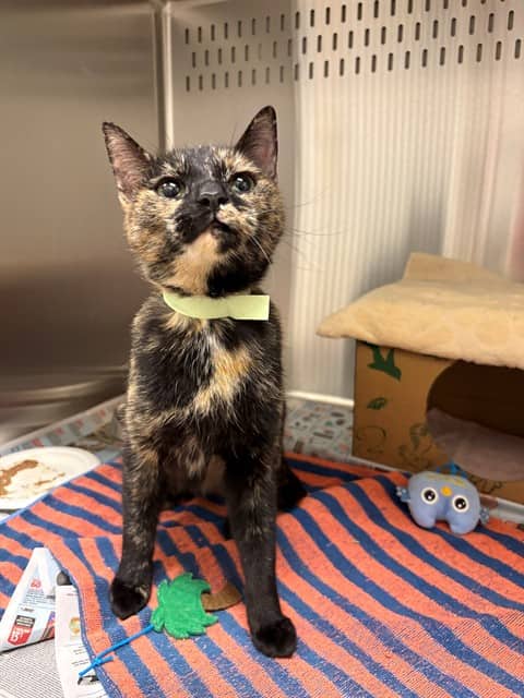 MARIGOLD - Domestic Shorthair cat available for adoption at Ottawa Humane Society in Ottawa