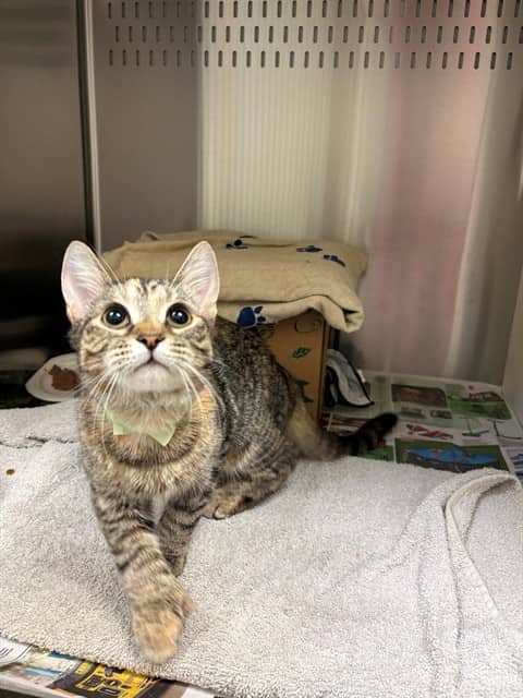 JADE - Domestic Shorthair cat available for adoption at Ottawa Humane Society in Ottawa