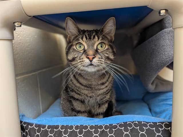 PEPSI - Domestic Shorthair cat available for adoption at City of Toronto Animal Services in Toronto