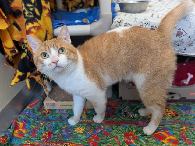 SAIKI - Domestic Shorthair cat available for adoption in Ontario