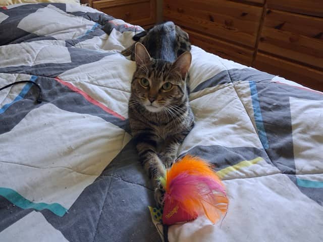 BOBBY - Domestic Shorthair available for adoption