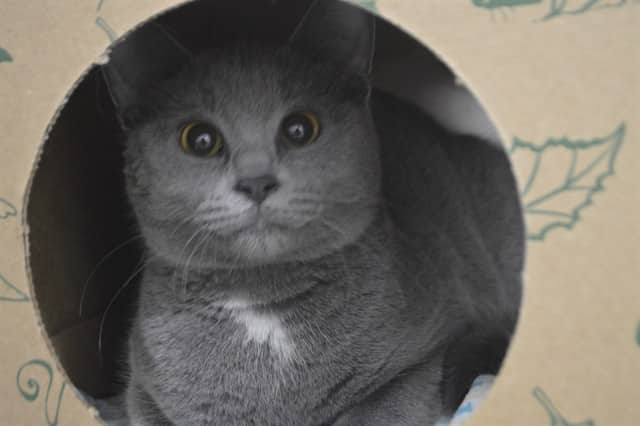 JUICE BOX - Domestic Shorthair available for adoption