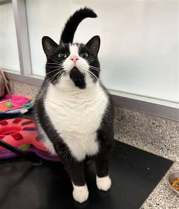 BOBITA - Domestic Shorthair cat available for adoption at Ottawa Humane Society in Ottawa