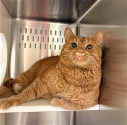 DUKE - Domestic Shorthair cat available for adoption at Ottawa Humane Society in Ottawa