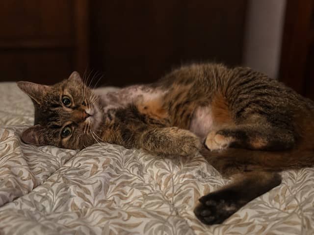 MOLLY - Domestic Shorthair cat available for adoption at City of Toronto Animal Services in Toronto