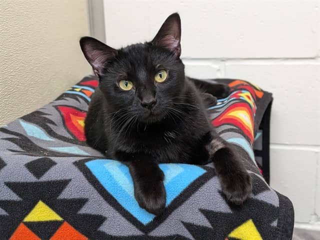 VELCRO - Domestic Shorthair available for adoption