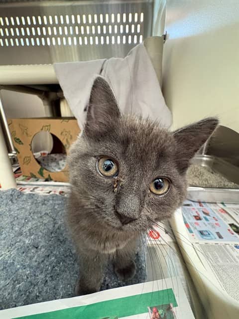 MINNOW - Domestic Shorthair available for adoption