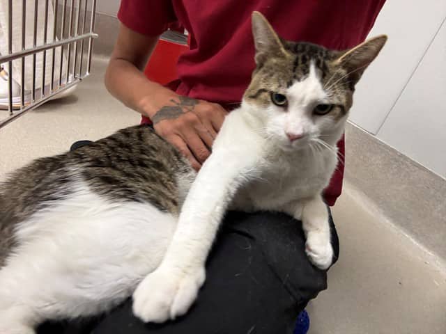HOLLANOV - Domestic Shorthair cat available for adoption at Ottawa Humane Society in Ottawa