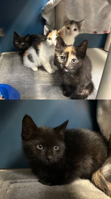 SIMCOE - Domestic Shorthair available for adoption