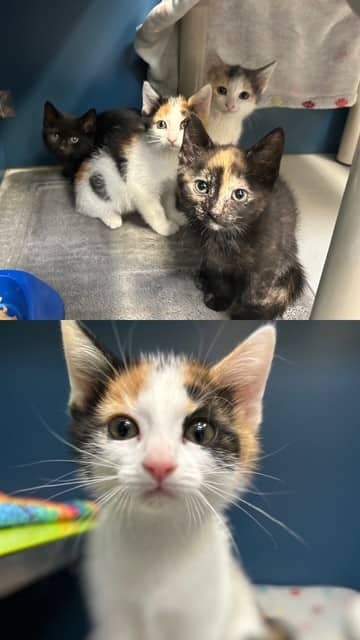 BALA - Domestic Shorthair cat available for adoption at City of Toronto Animal Services in Toronto