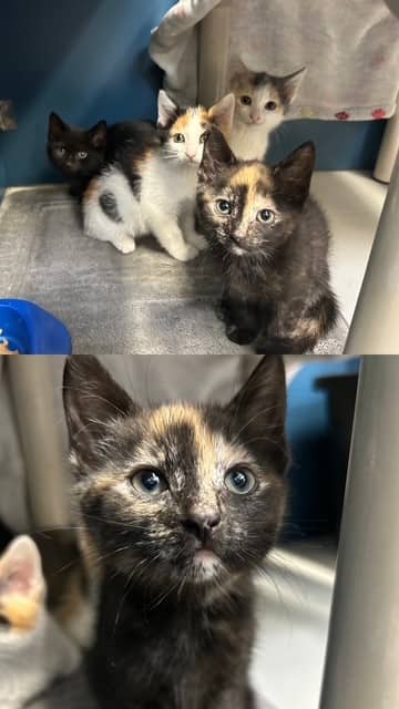 ELORA - Domestic Shorthair cat available for adoption at City of Toronto Animal Services in Toronto