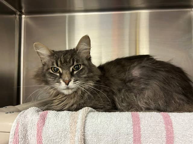 RASHMI - Domestic Mediumhair cat available for adoption at City of Toronto Animal Services in Toronto