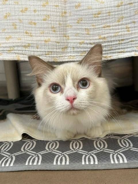LUNA - Ragdoll cat available for adoption at City of Toronto Animal Services in Toronto