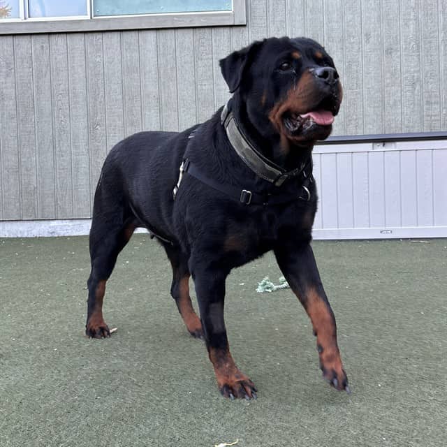BERTA - Rottweiler available for adoption