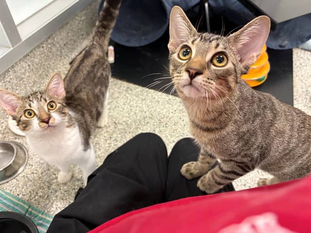 RODNEY - Domestic Shorthair available for adoption