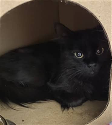 BONITA - Domestic Longhair cat available for adoption at Ottawa Humane Society in Ottawa