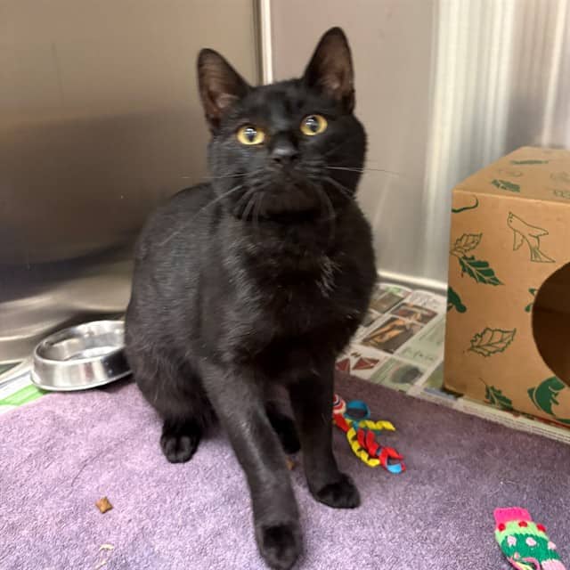 CLIVE - Domestic Shorthair available for adoption