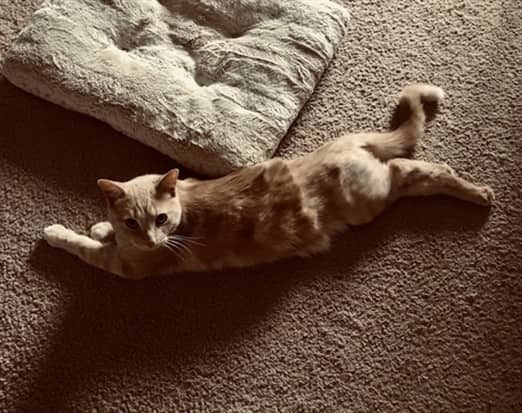 SESAME - Domestic Shorthair cat available for adoption at Ottawa Humane Society in Ottawa