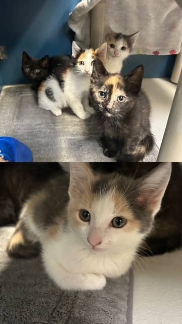 PARIS - Domestic Shorthair available for adoption