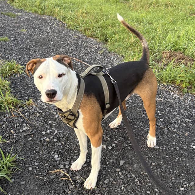 JASON - Bulldog mix available for adoption