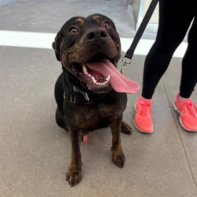 CHORIZO - Rottweiler mix available for adoption at Ottawa Humane Society in Ottawa