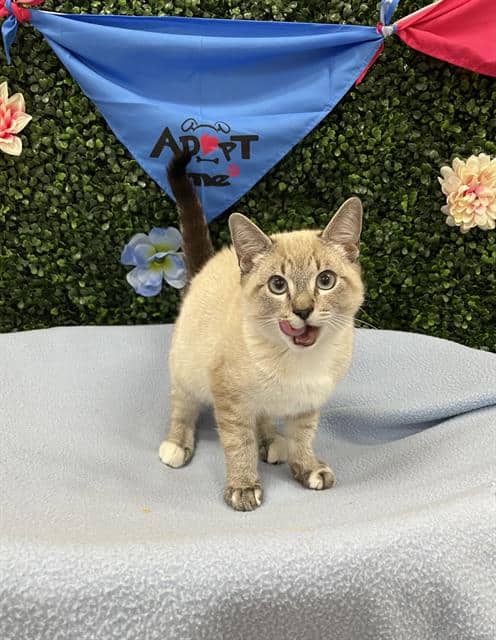HUGO - Domestic Shorthair cat available for adoption in Calgary