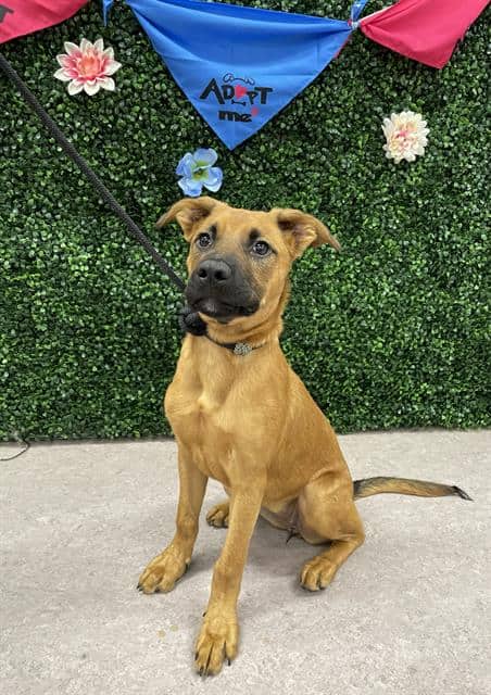 GIGI - German Shepherd Dog available for adoption in Calgary