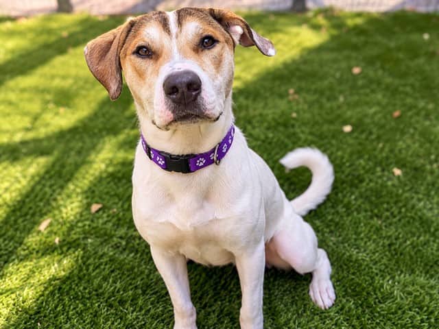 SIMPSON - American Bulldog mix available for adoption in Ontario