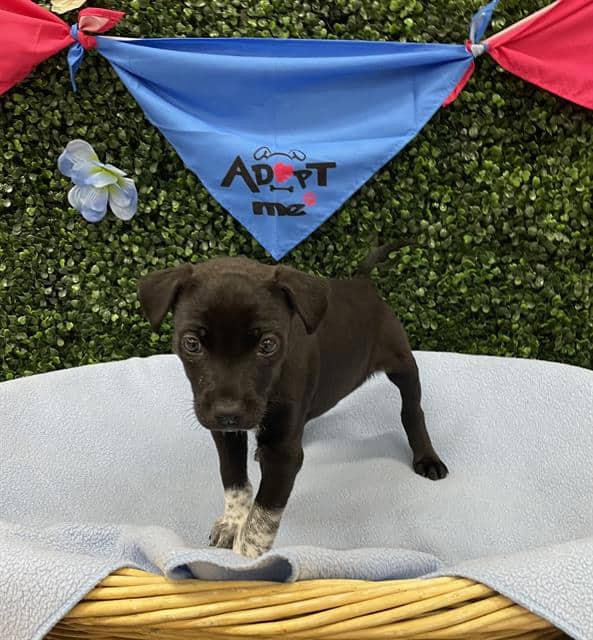 BUTTONS - Labrador Retriever mix available for adoption in Saskatchewan