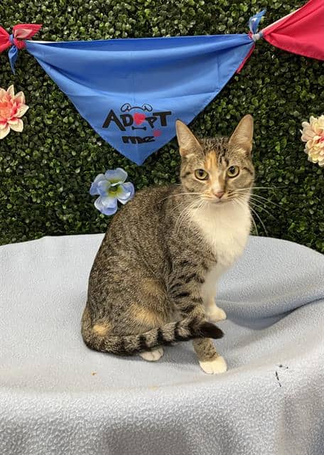 CAKE POP - Domestic Shorthair cat available for adoption in Calgary