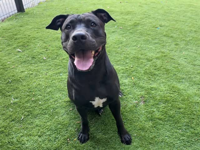 STAR - American Bulldog mix available for adoption in Ontario