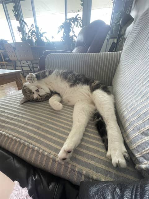 JUBEJUBE - Domestic Shorthair cat available for adoption at Ottawa Humane Society in Ottawa