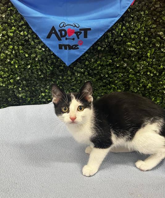 BULLSEYE - Domestic Shorthair cat available for adoption in Calgary
