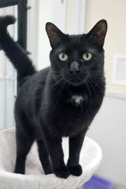 BENNY - Domestic Shorthair cat available for adoption at Ottawa Humane Society in Ottawa