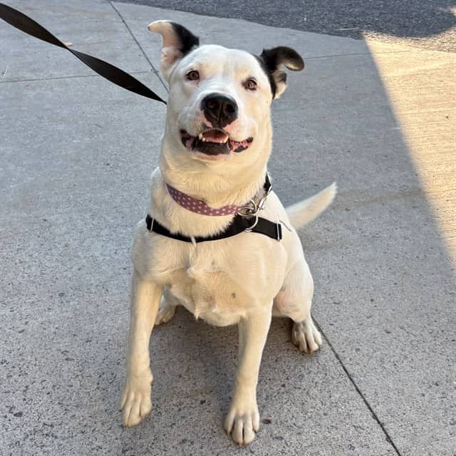 NIXEY - Retrver Labradr mix available for adoption