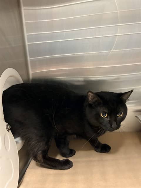 GOLLUM - Domestic Shorthair cat available for adoption at City of Toronto Animal Services in Toronto