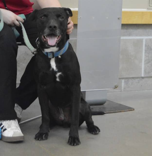 LOKI - Retrver Labradr mix available for adoption
