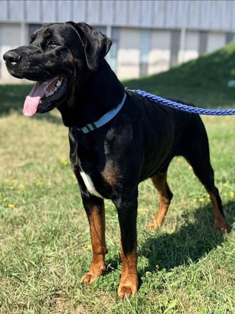CONAN - Doberman Pinscher and Mastiff available for adoption in Ontario