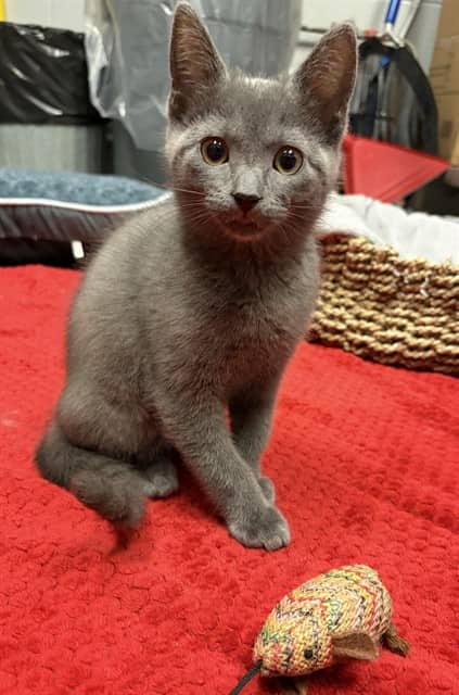 MUFFIN - Domestic Shorthair available for adoption
