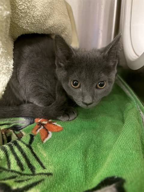 PATTY - Domestic Shorthair cat available for adoption at City of Toronto Animal Services in Toronto