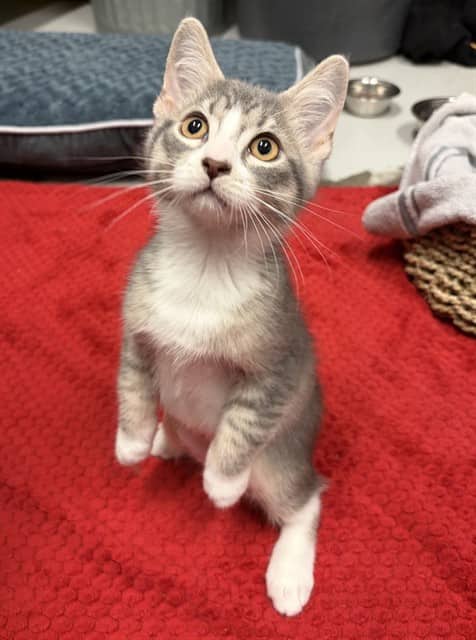 JUNIOR - Domestic Shorthair cat available for adoption at City of Toronto Animal Services in Toronto