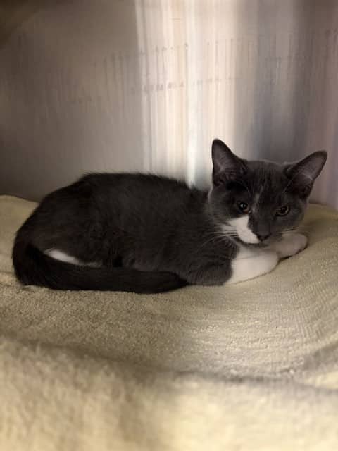 MEREDITH - Domestic Shorthair cat available for adoption at City of Toronto Animal Services in Toronto